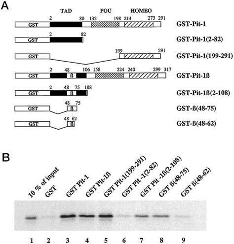 The Pit Homeodomain And Domain Interact With Ets And Modulate