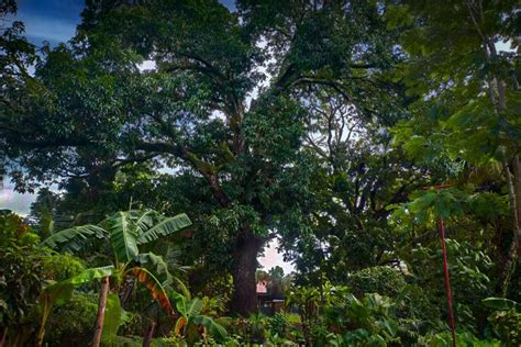 Philippine Mango Tree (Carabao) or Spondias pinnata - Philippine Trees