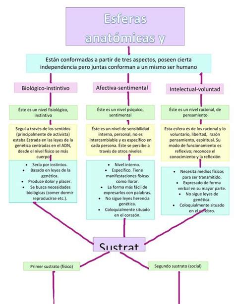 Esferas Anat Micas Y Ps Quicas Del Humano Fernanda Jacquez Udocz