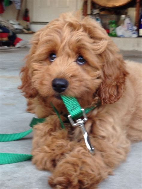 Fox Red Cavapoo Full Grown