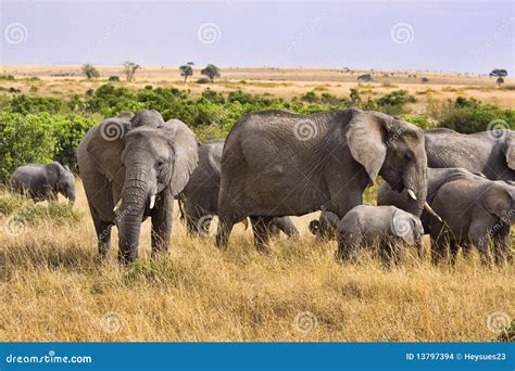 Group Of Elephants Stock Photo Image Of Endangered Five 13797394