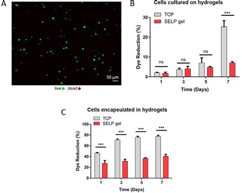 Cell Viability Cytocompatibility Test Of L Murine Fibroblasts Grown