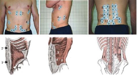 Electrode Placement And Anatomical Representation Of The Muscles