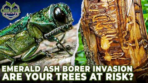 Emerald Ash Borer Invasion Protect Your Ash Trees Youtube