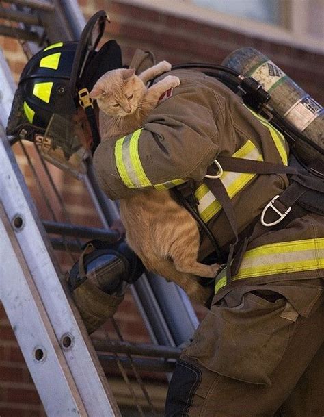 These 16 Photos Of Firefighters Saving Cats Will Melt The Coldest