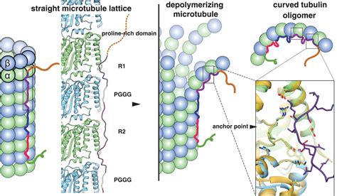 Near Atomic Model Of Microtubule Tau Interactions Science