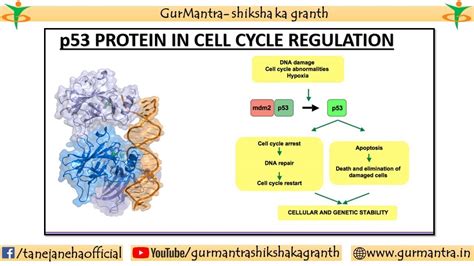 p53 | ROLE OF p53 IN CELL CYCLE REGULATION| TUMOR SUPPRESSOR PROTEIN ...