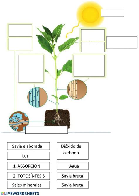 77112 Nutrición De Las Plantas Cprochapea4