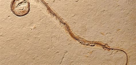 4-Legged Fossil Snake Is a World First - Pangaea Biosciences