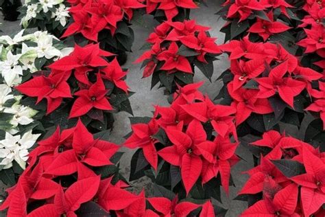 D Mmen Orange Debuts New Poinsettia Varieties At North American Trials