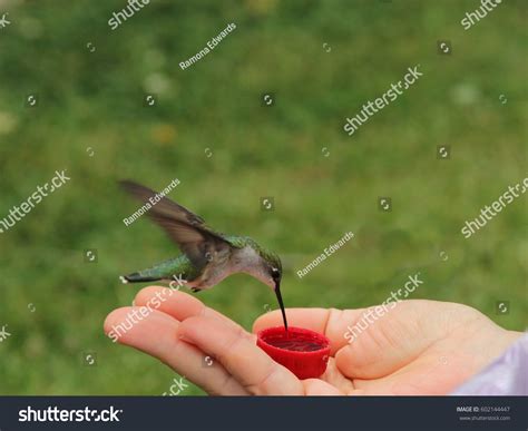 Hand Feeding Hummingbird Photograph Ruby Throated Stock Photo (Edit Now ...