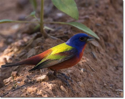 Backyard Bird Cam - Painted Bunting male