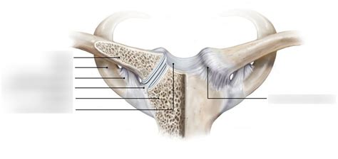 Sternoclavicular Ligaments Diagram Quizlet