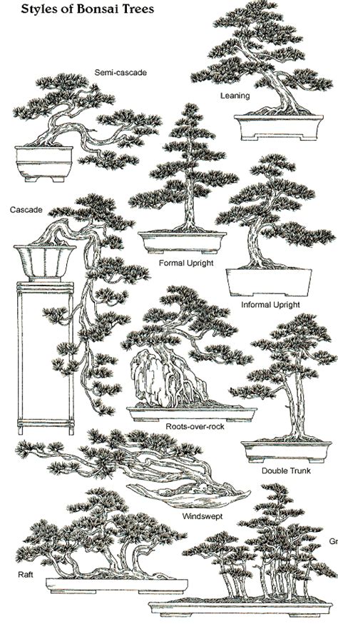 Camellia Bonsai