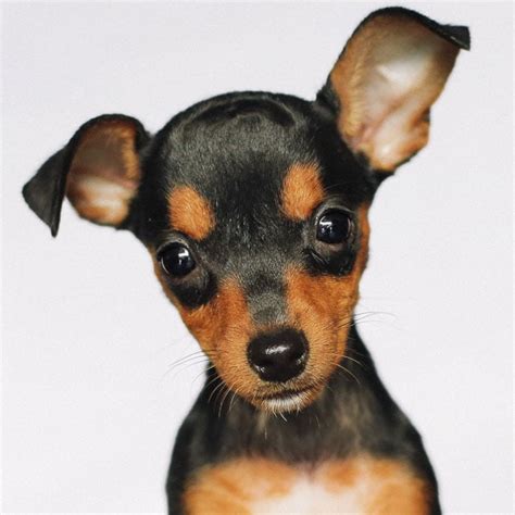 Fotos De Um Cachorro Pinscher