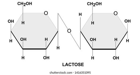 Structural Chemical Formula Model Maltose Stock Vector (Royalty Free ...