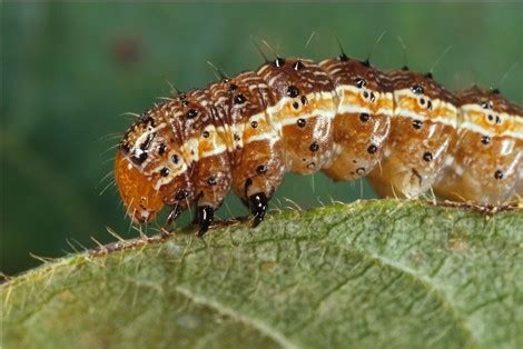 Spodoptera Frugiperda Wikipedia La Enciclopedia Libre