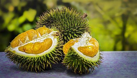 Beneficios Y Propiedades Del Durian Plantasyflores Pro