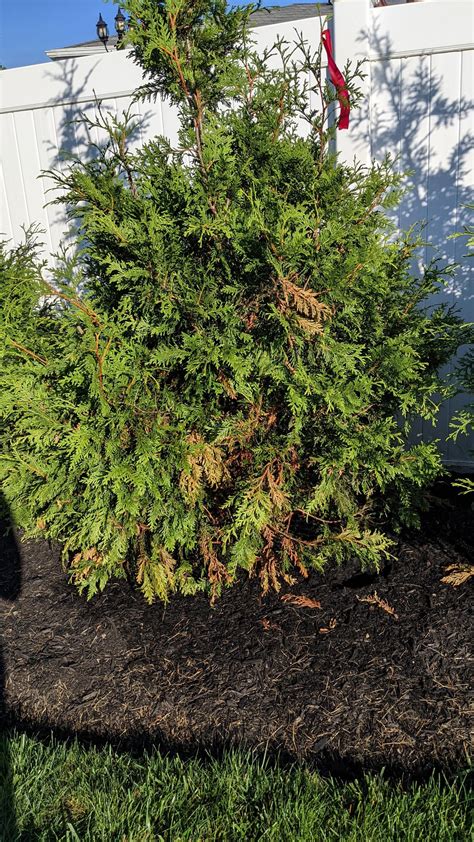 Green Giant Arborvitae Branches Browning Rlandscaping