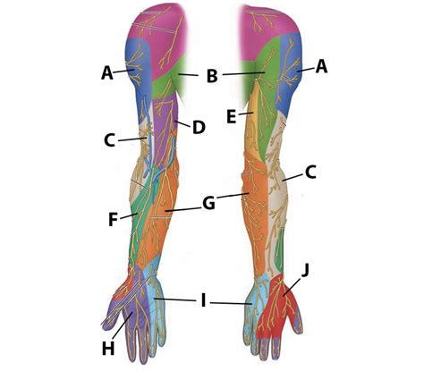 Peripheral Sensory Territories Arm Diagram Quizlet