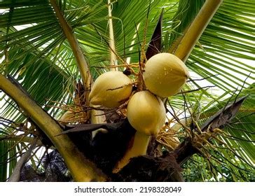 58 Malayan Yellow Dwarf Images Stock Photos Vectors Shutterstock