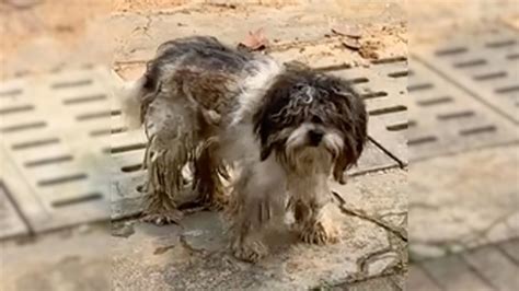 No One Wanted To Help The Desperate Dog Covered In Mud Until They