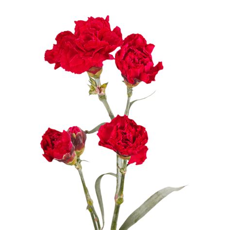 Globalrose 100 Stems Of Fresh Cut Red Red Spray Carnations 400 Blooms