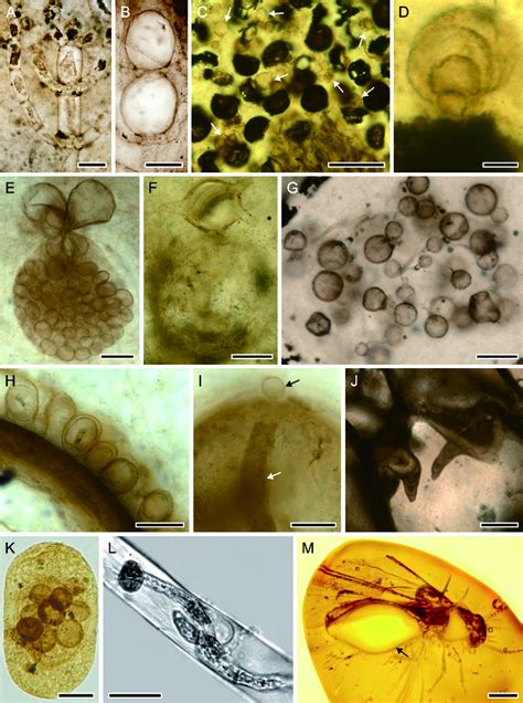 Figure 1 from Fossils of parasitic fungi | Semantic Scholar