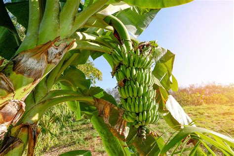 banana fruit on banana tree in the summer, raw banana - green banana fruit in the garden ...