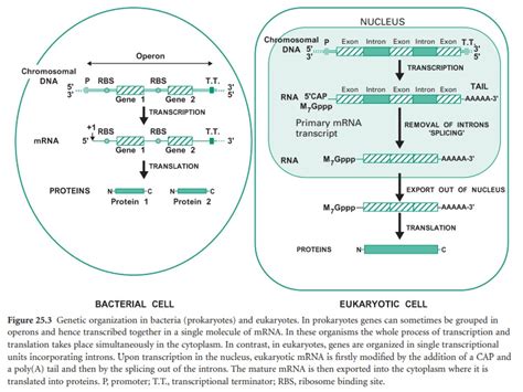 Genomic Library Construction