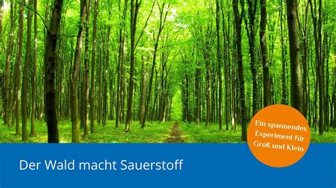 Experiment Der Wald Macht Sauerstoff Youtube