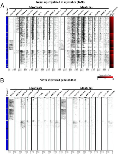 Genome Wide Remodeling Of The Epigenetic Landscape During Myogenic