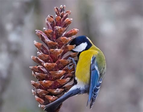 Parus Major Great Tit Talitiainen Seppo Miettinen Flickr