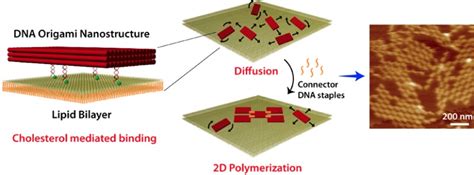 Membrane Assisted Growth Of Dna Origami Nanostructure Arrays