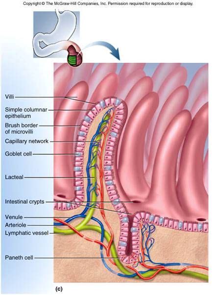 Microvilli Function