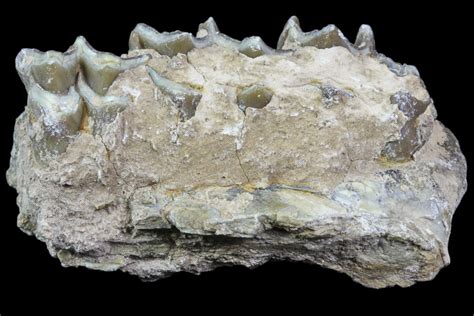 Oreodont Jaw Section With Teeth - South Dakota (#81951) For Sale ...