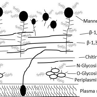 Composition and structure of the yeast cell wall. | Download Scientific ...