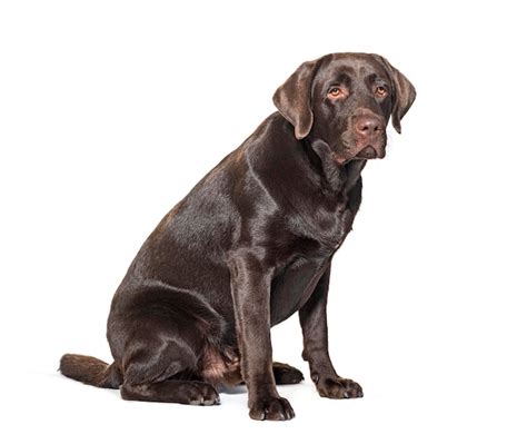 Premium Photo Chocolat Labrador Isolated On White