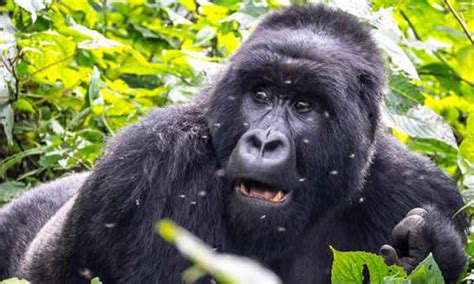 Congo Gorilla Tours Gorilla Trekking Nyiragongo Hiking