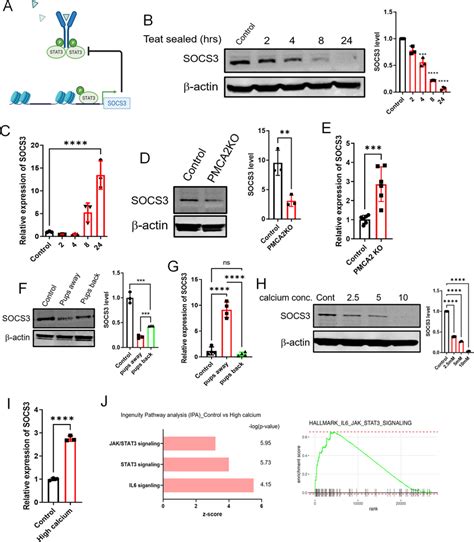 Calcium Activates STAT3 Signaling By Reducing SOCS3 Levels A Diagram