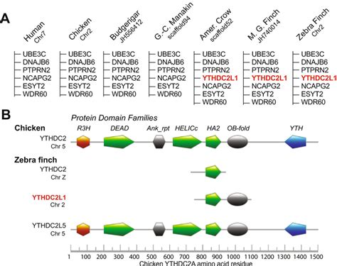 Syntenic And Protein Functional Domain Analysis Of Ythdc L And