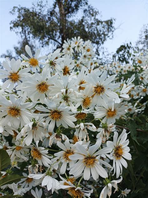 Tree Daisy From Bosque De Chapultepec Iii Secc Ciudad De M Xico Cdmx