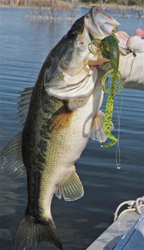 Great Time For Bass Fishing With Plastic Lizards Bass Fishing Fish