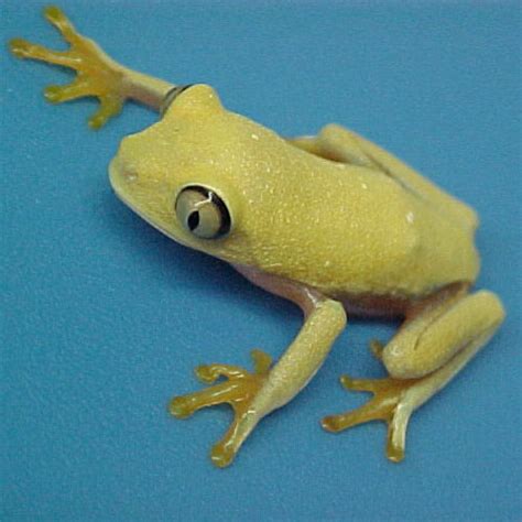 Lutino Red Eyed Tree Frog