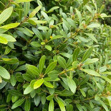 Buy Nordic Inkberry Holly Online Garden Goods Direct