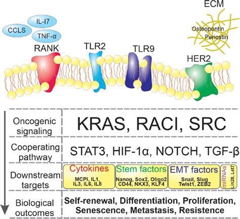 Nf κb Signaling Pathway In Cancer Stem Cells The Top Of The Diagram Download Scientific