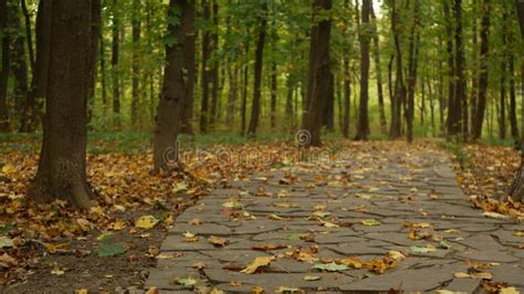 Path In Forest Or Wood Trail In Grove Coniferous Pine Cypress Tree