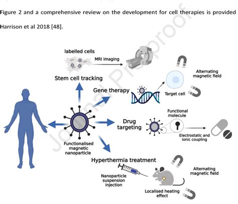 The applications of magnetic nanoparticles in regenerative medicine ...