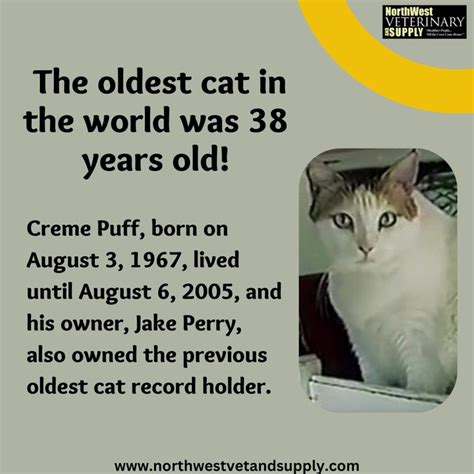 a poster with an image of a cat and the caption reads, the oldest cat ...