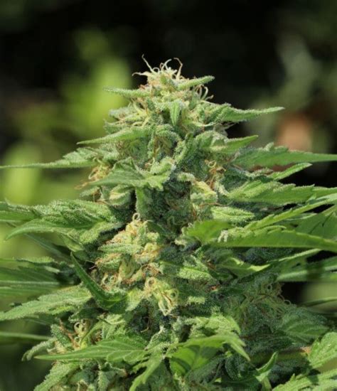 Banana Mango (Fem) - Insane Seeds